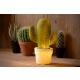 Cactus tafellamp 1xe14 groen
